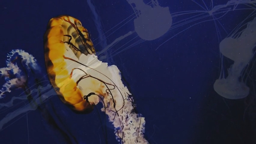 Waltz of the Jellyfish